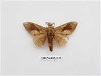 藏品(大褐斑枯葉蛾)的圖片